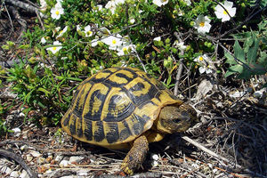 Izgubljena kornjača tri decenije živela u ostavi