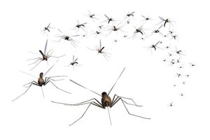 DOSKOČILI NAM: Komarci  ujedaju u 5 sati