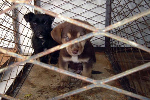 Izložba udomljenih pasa u Semederevu