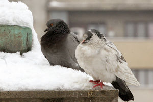 Građani, pomozite u hranjenju ptica u hladnim danima