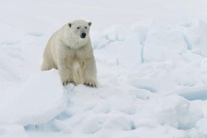 DNK DOKAZI: Jeti potomak polarnog medveda?!