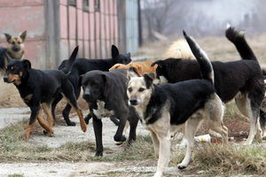 Obijen azil, više od 30 pasa šetaju se Borom