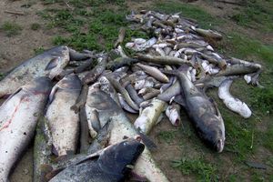 Organofosfati pobili ribu u Dragocvetu