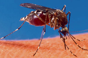 STRAVIČNO: Zbog ujeda komarca završila u kolicima