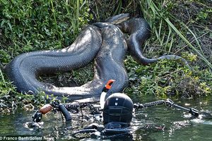 NEUSTRAŠIVI: Plivao sa anakondom dugom 8 metara