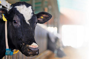Otrovno mleko na 180 farmi u Hrvatskoj!