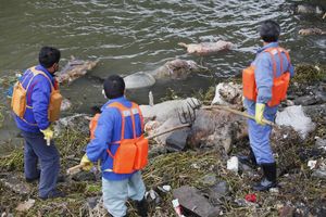 Više od 16.000 mrtvih svinja u šangajskom vodovodu