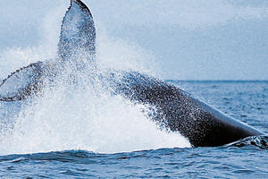 SUROVI TESTOVI NA KITOVIMA: Norveška ne odustaje od planova da uhvati i 6 sati zvukovima testira mlade kitove