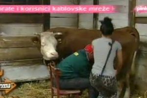 Dule učio Staniju da muze kravu