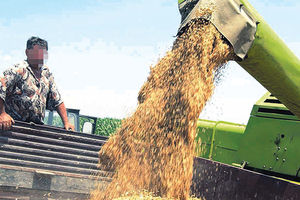 LOPOVLUK:Ukradeno 20 miliona evra u žitu i kukuruzu