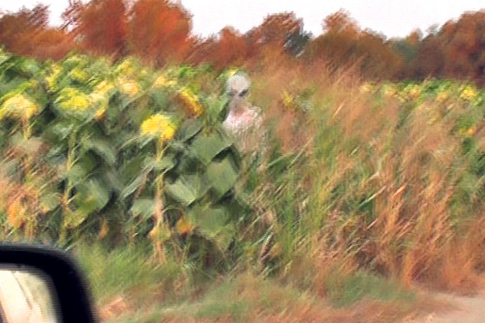 POGLEDAJTE VIDEO: Vanzemaljac se krio u polju suncokreta!