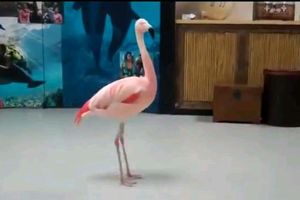 POGLEDAJTE: Neodoljiv ples flaminga