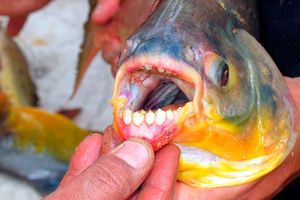SAMO SA ŠTITNIKOM U VODU: Riba koja voli da otkida testise