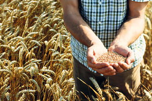 KONAČNO: Izvoz pšenice u Makedoniju opet slobodan