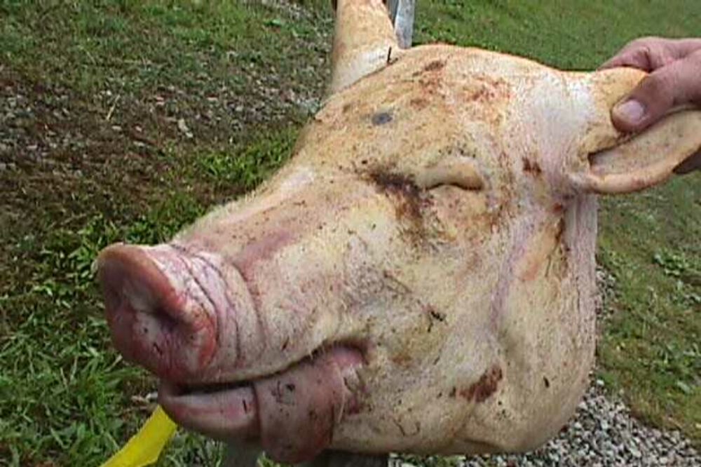VANDALIZAM U LJUBLJANI: Ponovo bačena svinjska glava na gradilište džamije!