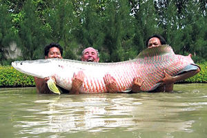 Nova džinovska riba iz Amazona!