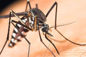 UZBUNA: Navijačima u Brazilu preti denga groznica!