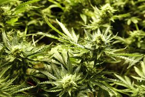 AKCIJA ČISTAČ: U Futogu zaplenjen zasad sa 3 kilograma marihuane