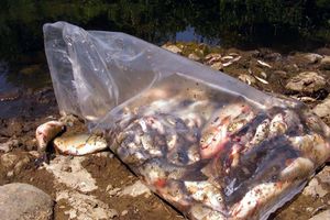 Ribočuvari uklanjaju uginulu ribu kod Dragocveta