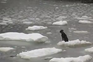 OVAJ ČOVEK JE PSU NAJBOLJI PRIJATELJ: Skočio u ledenu vodu i rizikovao svoj život da bi spasao pseći