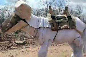 UPOZNAJTE BONECA: Ovo je prvo magare pčelar na svetu!