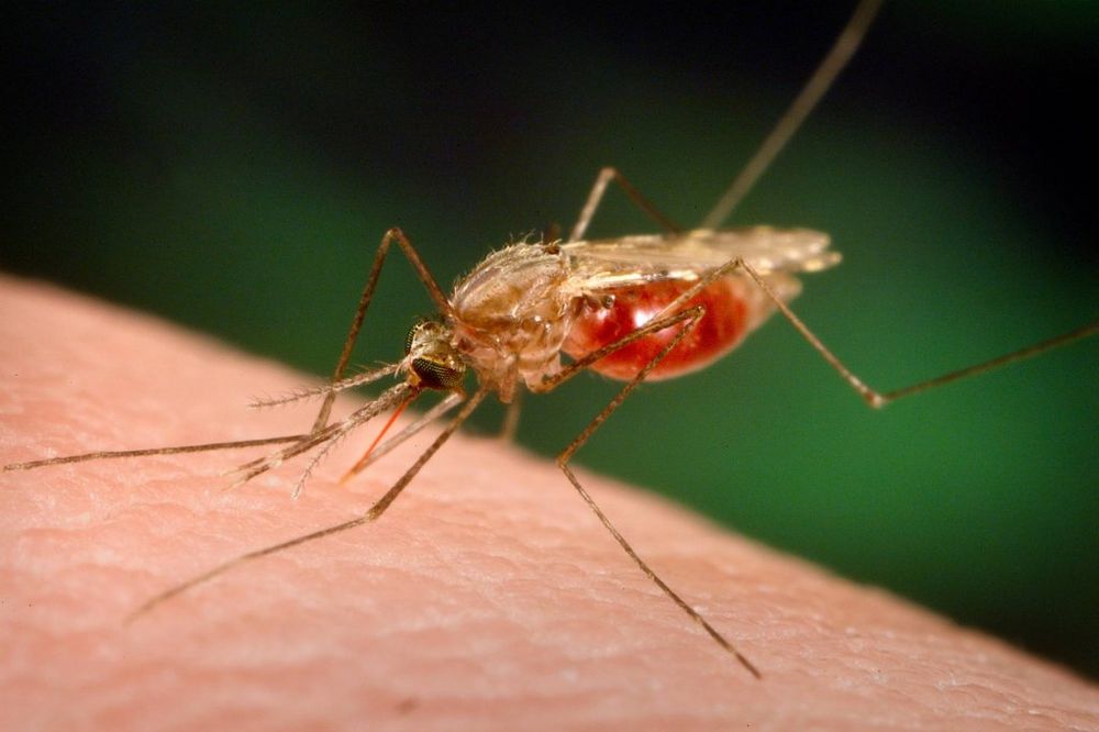 DA LI STE MEĐU NJIMA: Evo zašto komarci više napadaju određene ljude