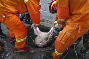 SLIKA KOJA JE OBIŠLA SVET: Svinjče od 300 kg upalo u šaht, spasli ga vatrogasci!