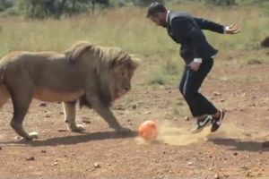 NEUSTRAŠIVI KEVIN: Ovaj čovek spava, jede i igra fudbal sa lavovima!