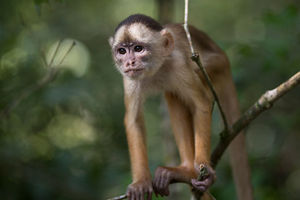 NEOČEKIVANI GOSTI: Majmuni upali u kamp hrvatske reprezentacije
