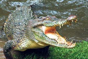 AUSTRALIJA: Krokodil ubio pecaroša dok je otpetljavao udicu!
