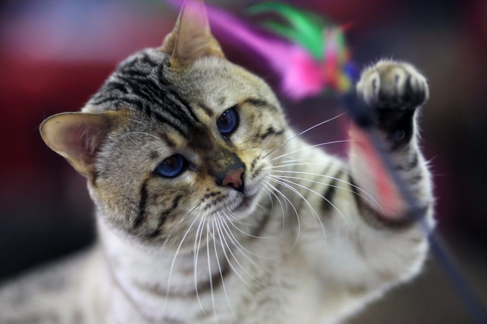 NAJNEŽNIJI POSAO NA SVETU: Traže se volonteri za maženje mačaka