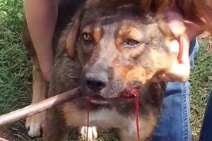 SKUĆEN NA AVALI: Pas Žuća, koji je brutalno davljen u gradskom parku dobio novi dom!