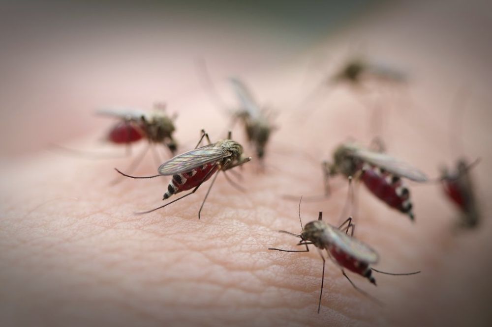 (VIDEO) OVAJ JEDNOSTAVAN TRIK MORATE DA PROBATE: Rešite se komaraca za 10 minuta!