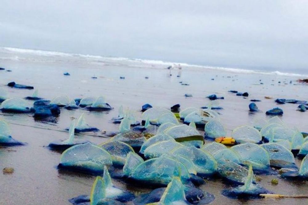 NAUČNICI ZBUNJENI: Posle više od 10 godina misteriozna plava bića prekrila obale San Franciska!