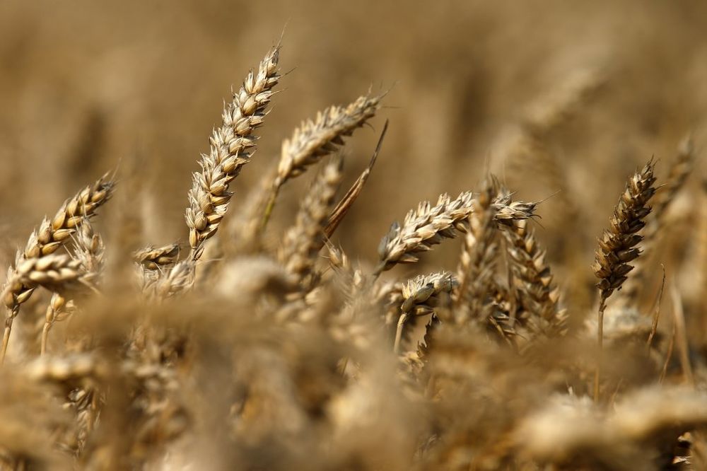 DEJLI TELEGRAF: Sankcije Rusiji mogu da podignu cene žita