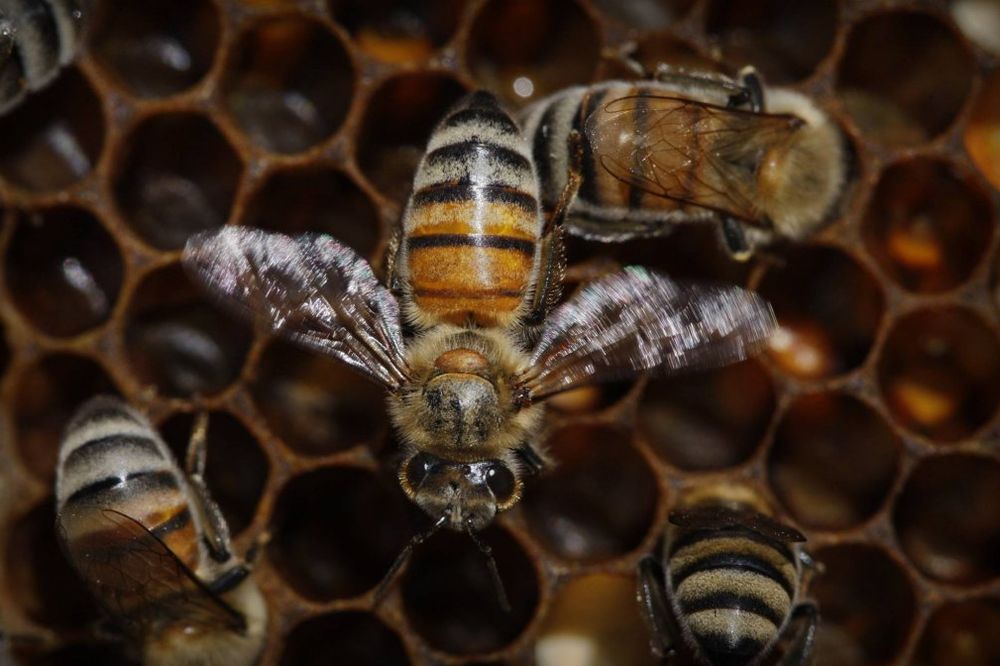 (VIDEO) DRAMATIČNO: Evo kako izumiranje pčela ugrožava opstanak čovečanstva!