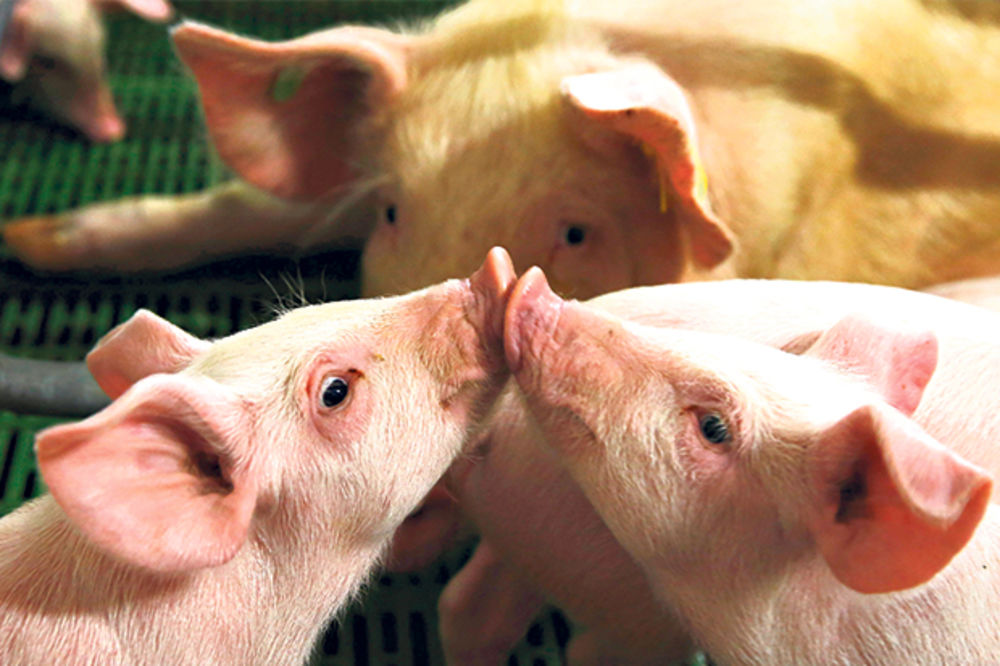 DRŽAVA POMAŽE STOČARIMA: Zaštitne mere za uvoz mleka i svinja
