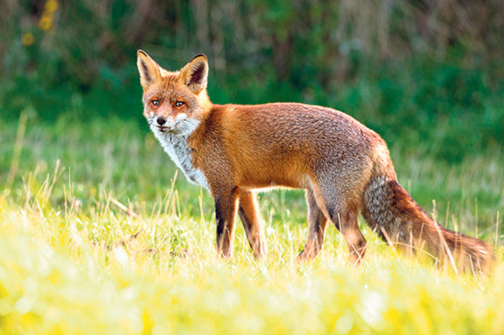 DA NE BUDE BESNIH: Počela prolećna vakcinacija lisica