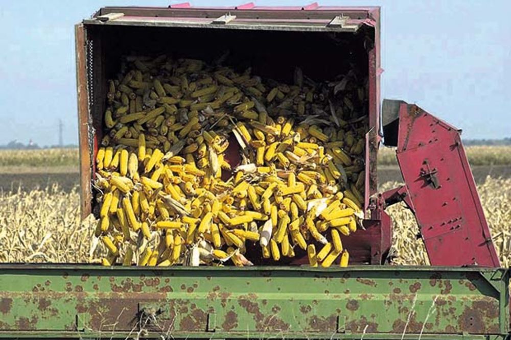 Rod kukuruza rekordan i bez aflatoksina