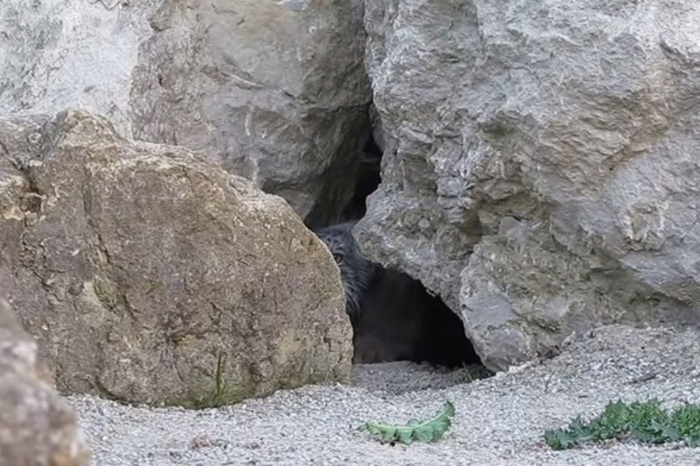 Naučnici postavili kameru u pećinu, a ono što su snimili će vas šokirati