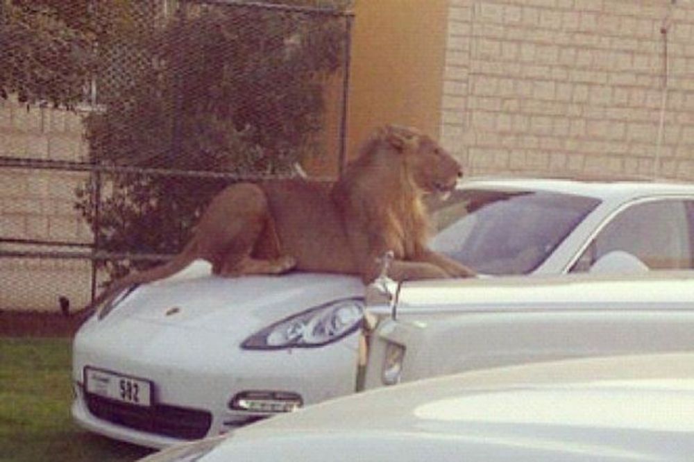 (FOTO) SAMO U DUBAIJU: Bankomati od zlata, policijski lamborgini i lav kao kućni ljubimac!