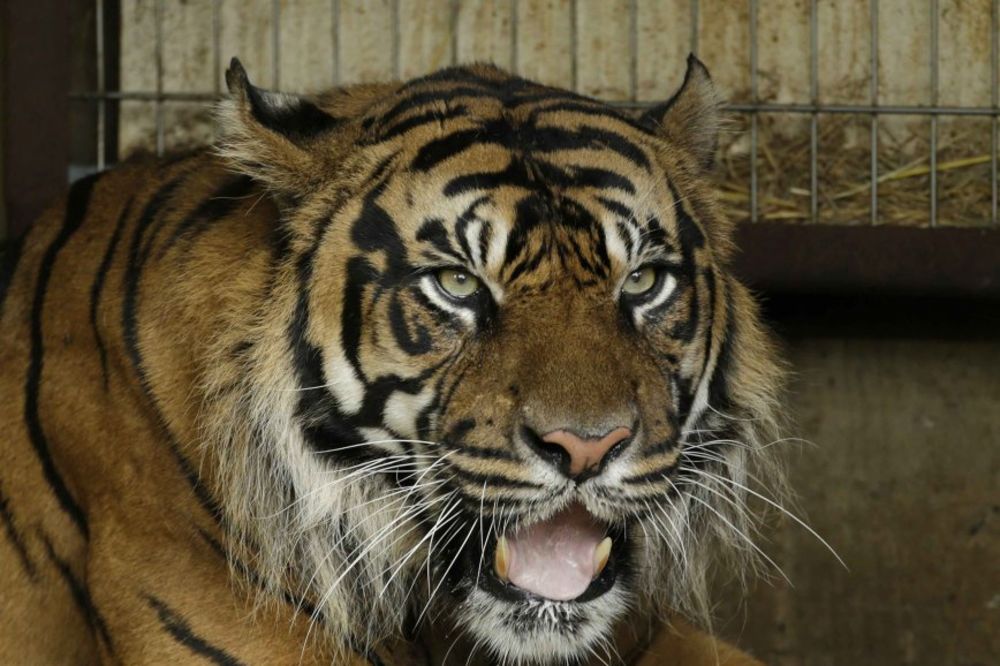 PANIKA U PARIZU: Tigar tumara gradom, policija traga za njim!