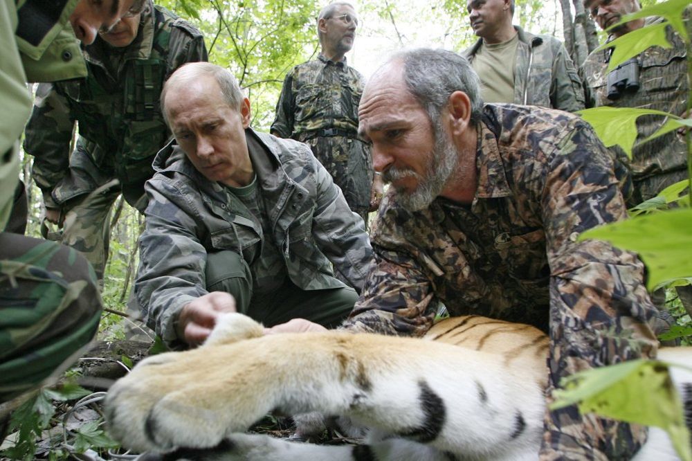 (VIDEO) KRVOŽEDAN: Putinov tigar snimljen kako jede psa!