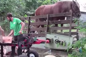 ČEKA VAS CEPANJE DRVA: Evo kako to za vas može da odradi jedan konj! (VIDEO)