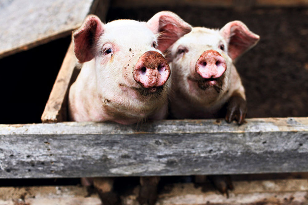 KRALJ MESA ULAŽE U SRBIJU: Nemac otvara najveću farmu svinja na Balkanu!