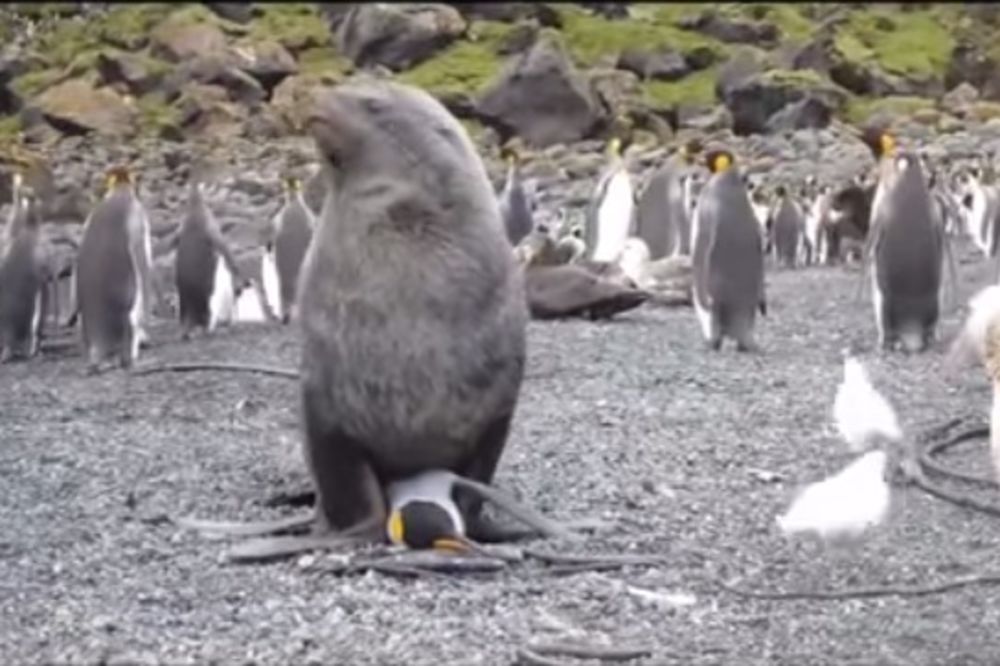 (VIDEO) KORISTE IH ZA VEŽBANJE: Foke uhvaćene u seksu sa pingvinima!