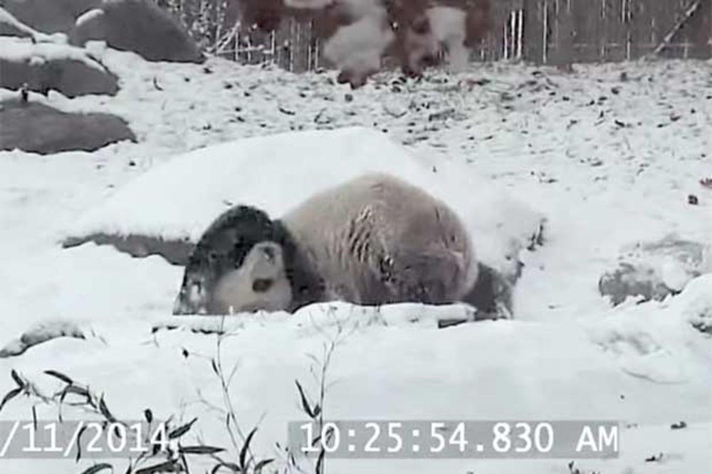 (VIDEO) MEDENJAK TUFNASTI: Joj, kako se on raduje ranom snegu! I valjda je jedini...