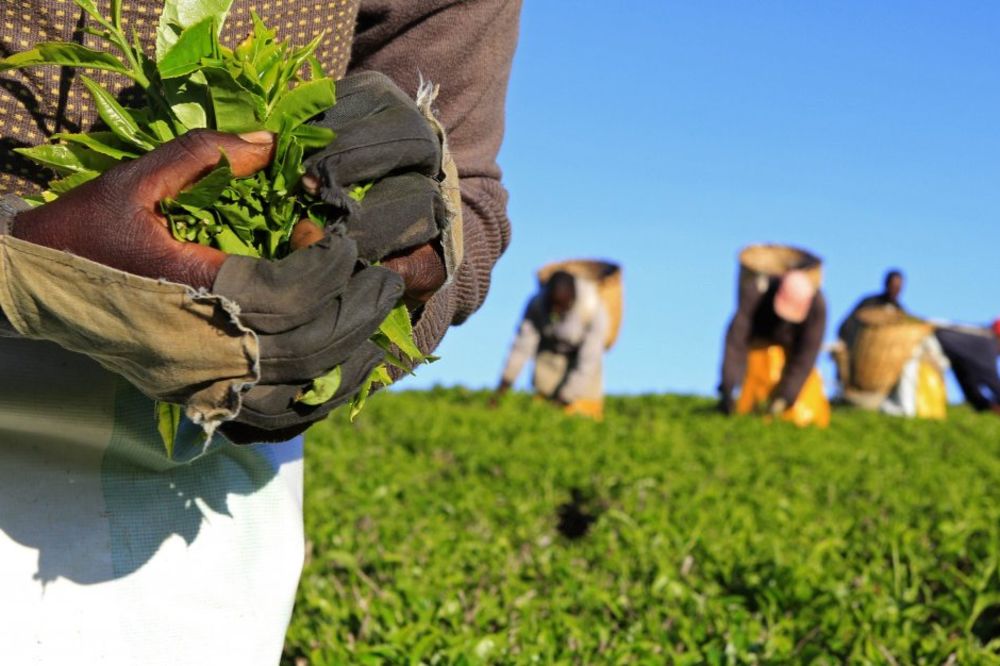 INDIJA: Radnici ubili vlasnika plantaže čaja zbog neisplaćenih plata