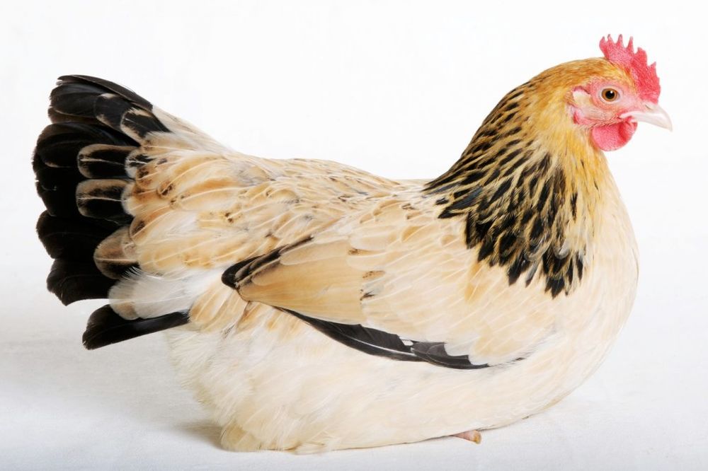 MAE JE NAJLEPŠA KOKA: Kini izabrala mis kokoški, a ona zaplesala!