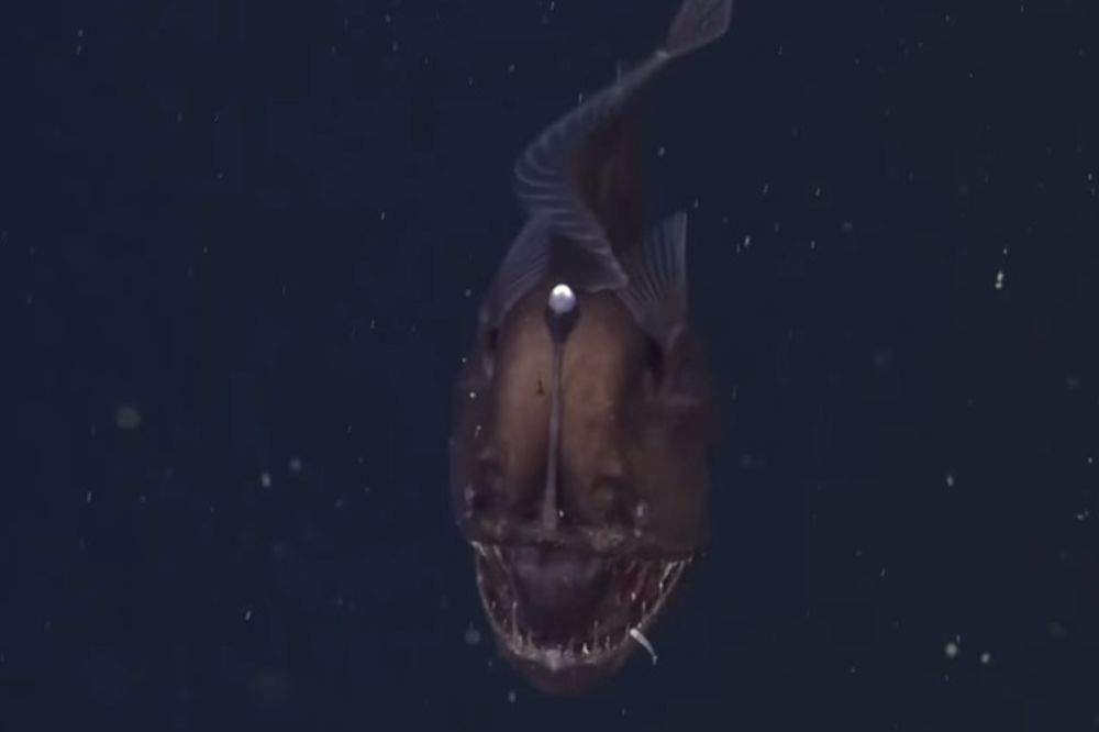 (VIDEO) OVO JE VLADAR PACIFIKA: Upoznajte morskog đavola!